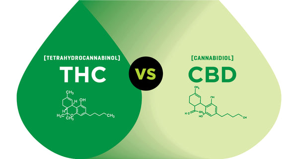 What’s the Difference Between CBD and THC?