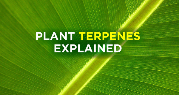 Terpenes: Why You Want Them In Your Hemp CBD Oil