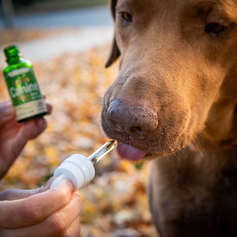 Truest Canine 2000 mg Hemp CBD Tincture